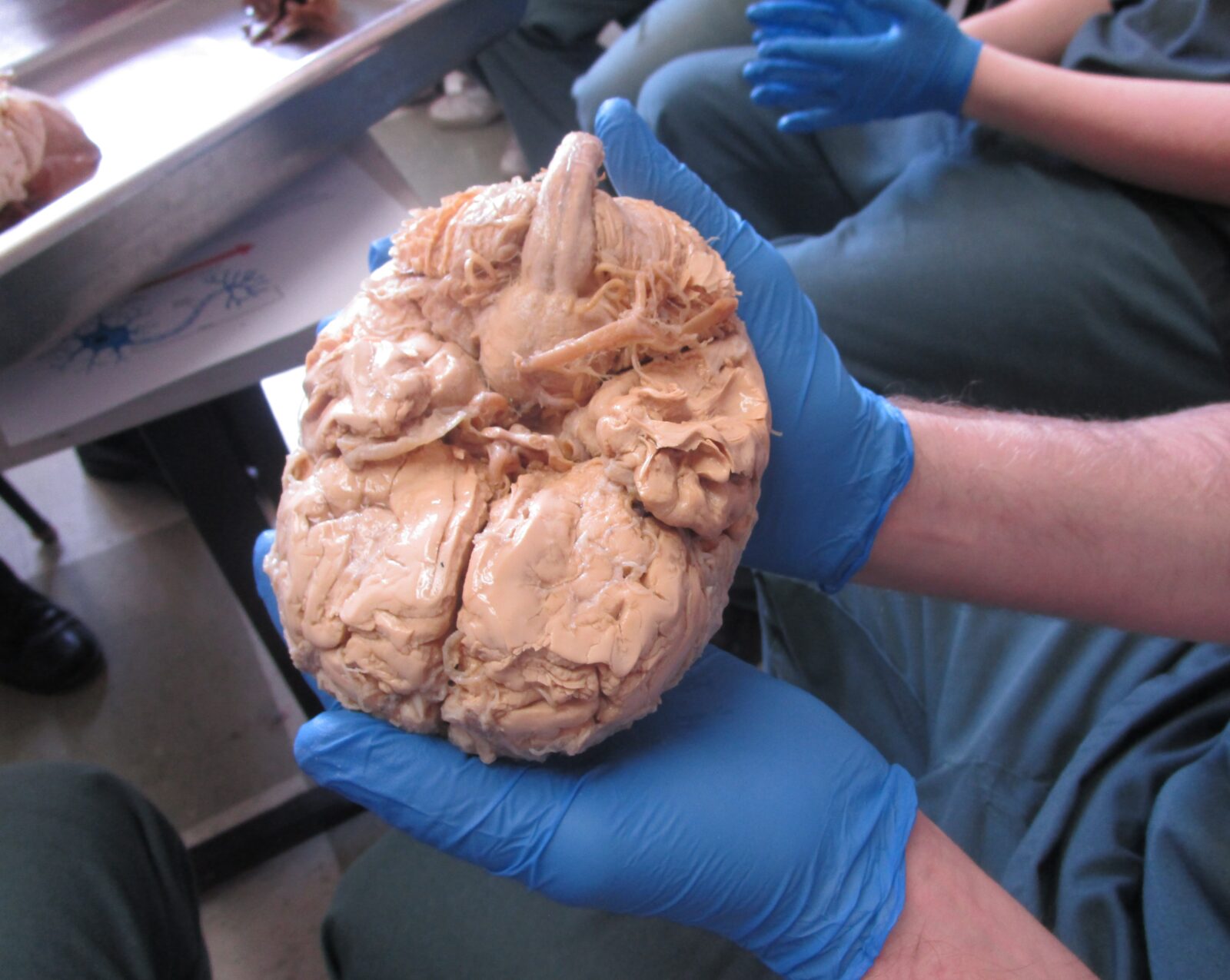 2023 Brain Anatomy Lab at Oakhill Correctional Institution Through Odyssey Beyond Bars